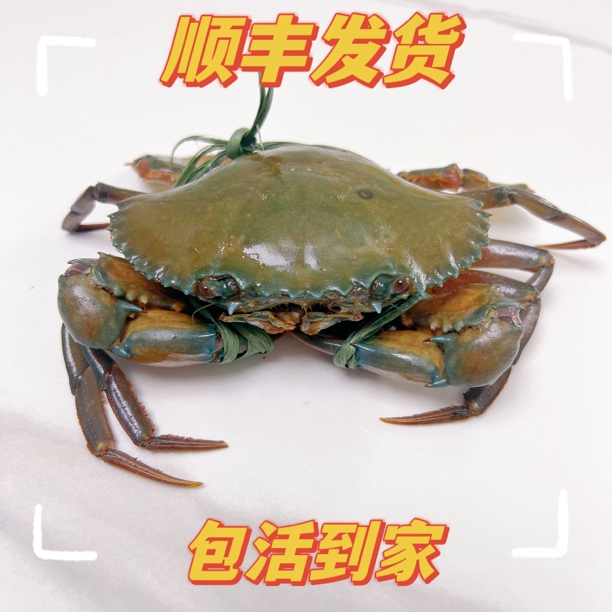红树林膏蟹母蟹红鲟活发到家死蟹包赔净重3-4两顺丰