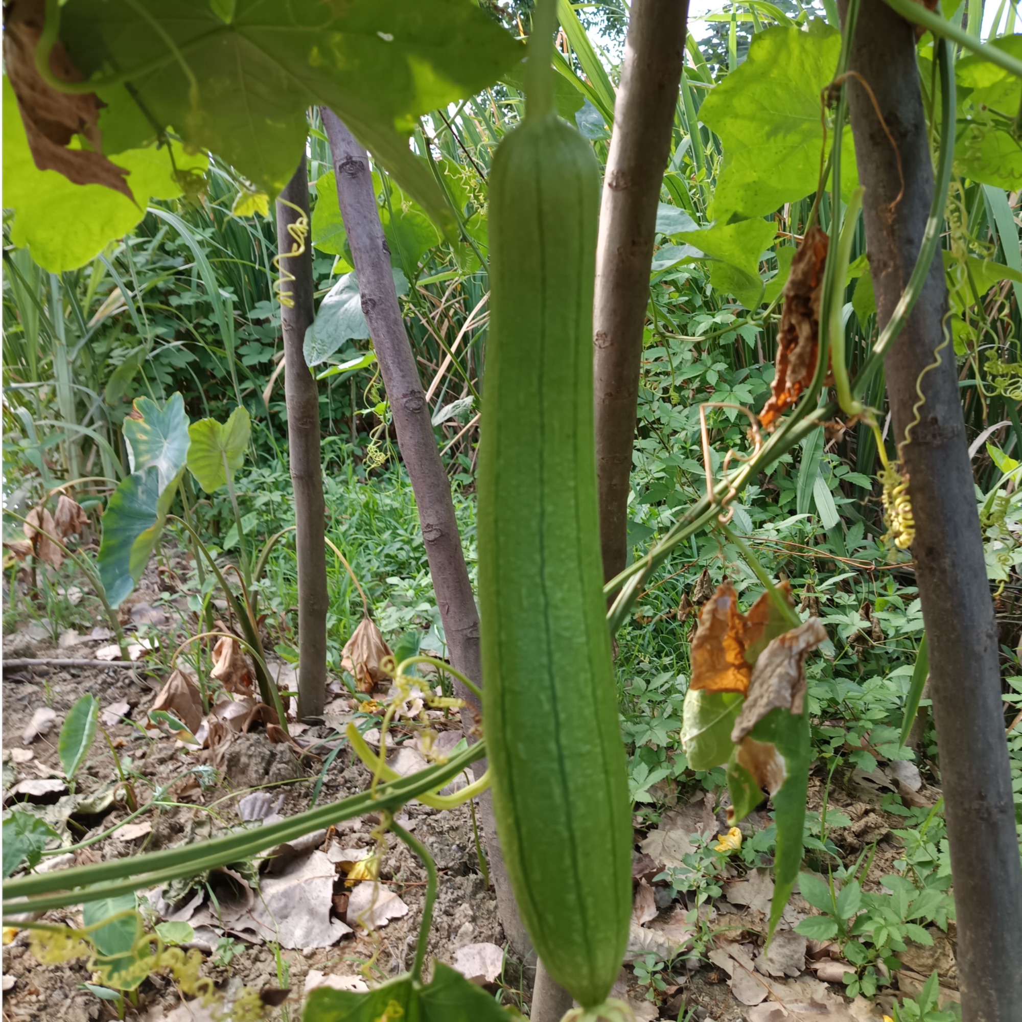 农家自种新鲜丝瓜香丝瓜本地油丝瓜绿皮嫩丝瓜露天蔬菜