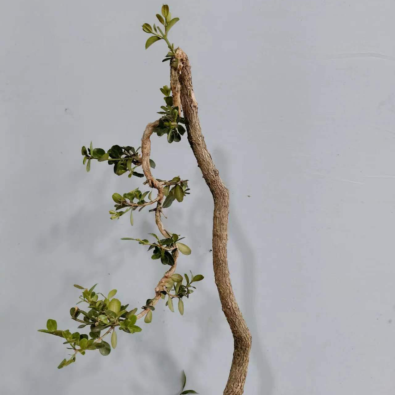 文人悬崖黄杨盆景造型 直播链接一物一拍