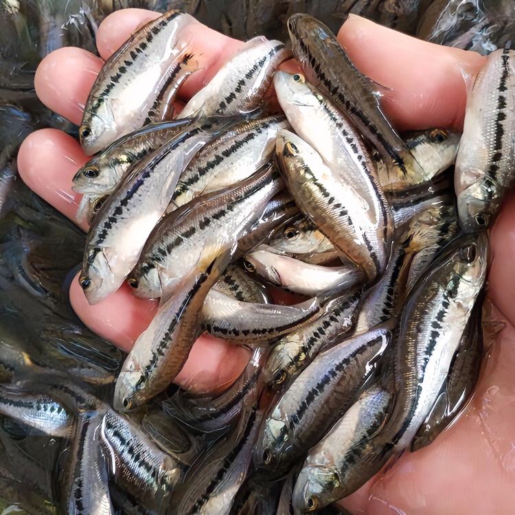 优质鲈鱼 加州鲈鱼 大口黑鲈 宠物观赏淡水鱼