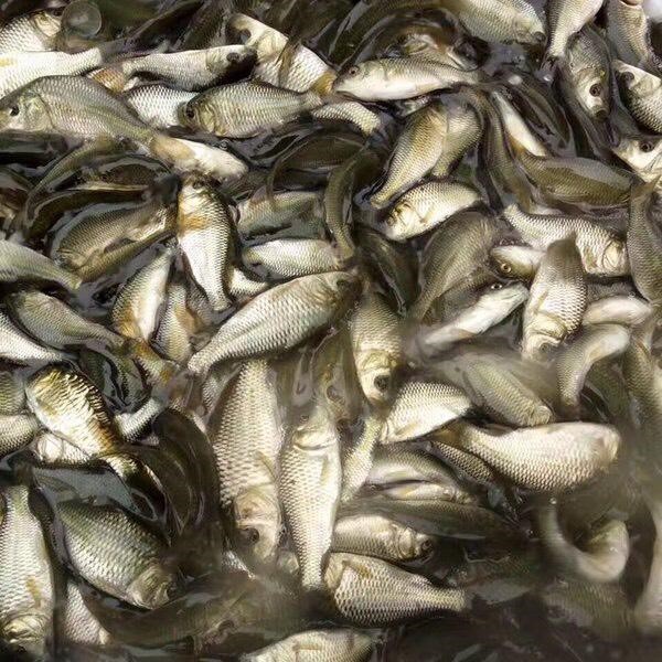 鲤鱼 禾花鲤 稻田鲤 宠物活体观赏淡水鱼 包邮