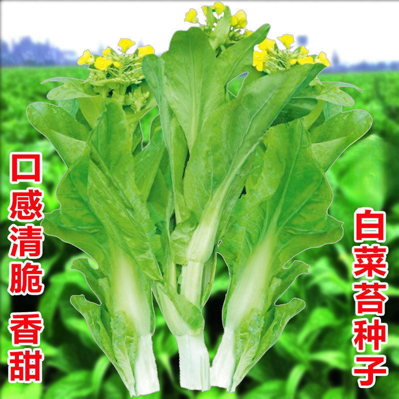 早熟甜脆多芽白菜苔种子杂交早熟高产侧芽多味甜软白菜心蔬菜种子
