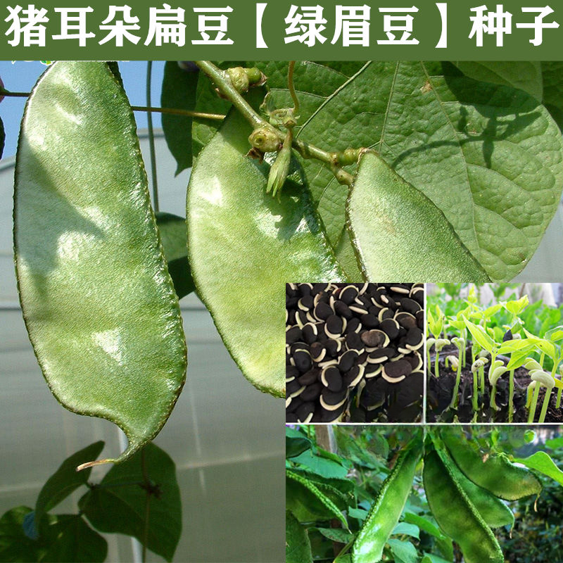猪耳朵扁豆角绿眉豆蔬菜种子阳台盆栽蔬菜高产大田用种四季可播种
