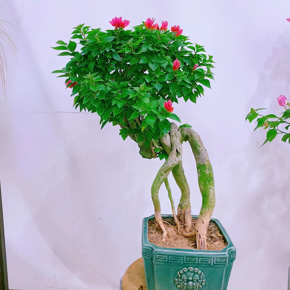三角梅提根老桩多款艺术造型塔紫小桃红