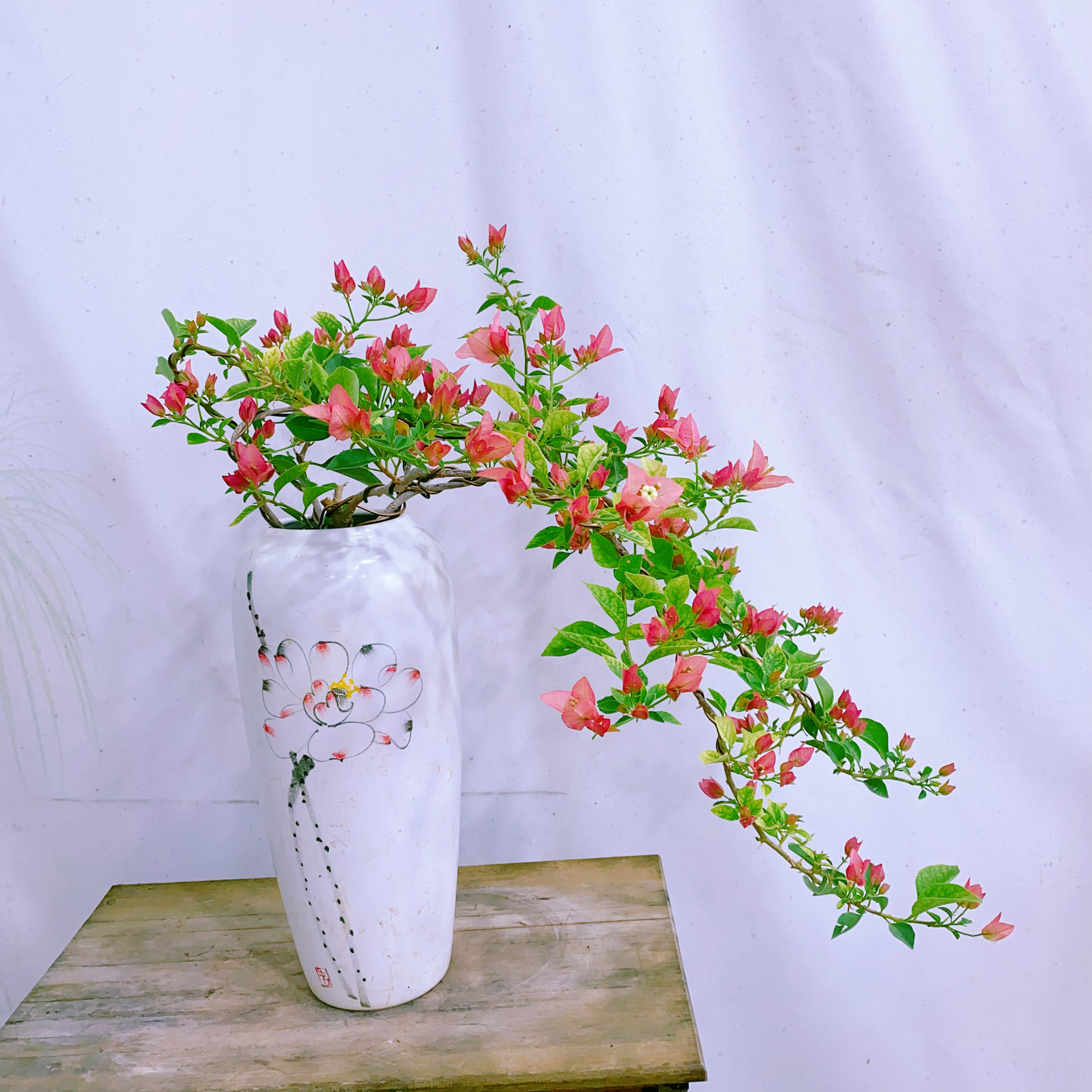 三角梅勤花网红品种卡亚塔侧飘瀑布造型