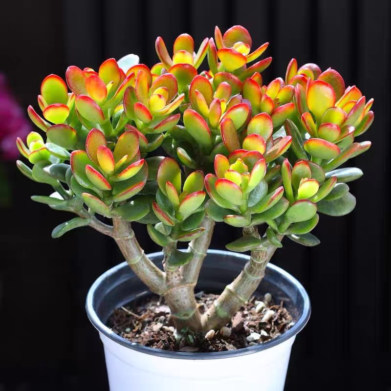 【满9.99包邮】姬红花月（2年摇钱树） 玉树植物 新手好养 好看 客厅