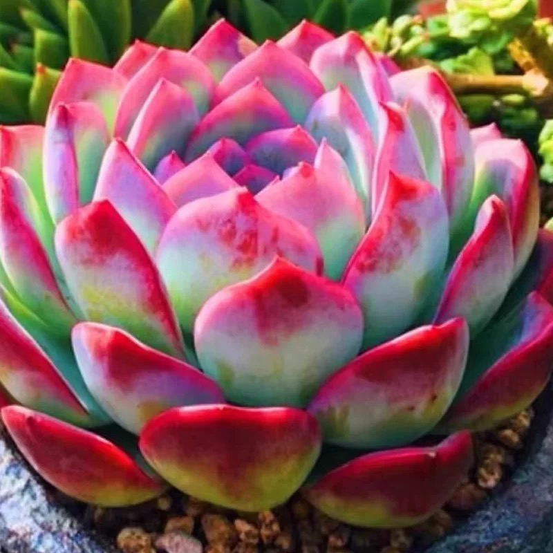 侧影 大单头莲花科属红边多肉植物 办公室阳台盆栽新手好养好度夏