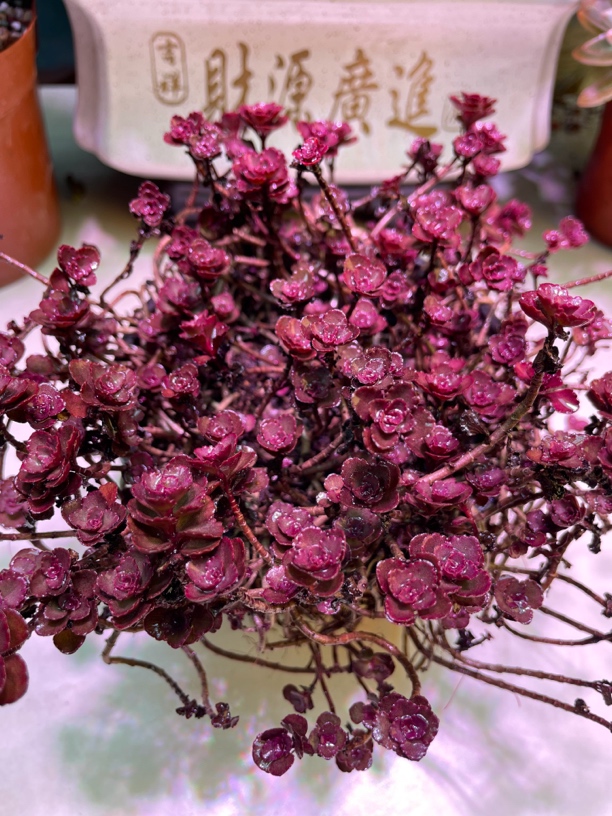 小球玫瑰多肉植物云南基地直发阳台小盆栽绿植露养带盆带土发货