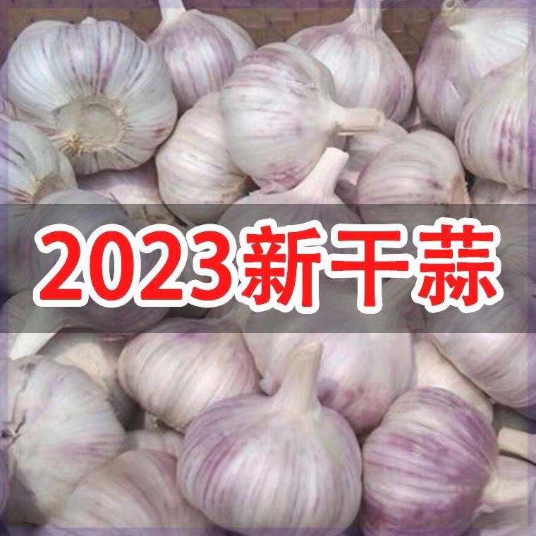 【十荟果业】大蒜头山东紫皮大蒜头干大蒜新鲜干蒜头蒜种当季蔬菜3