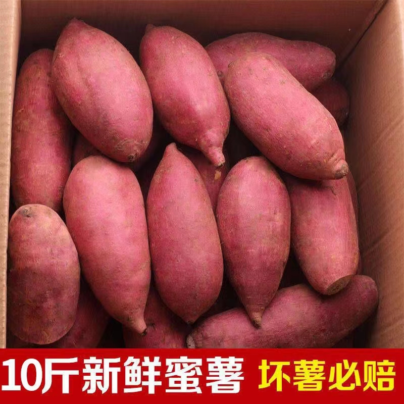 【十荟果业】现挖产地直发沙地蜜薯流油蜜薯糖心超甜农科院正宗蜜红