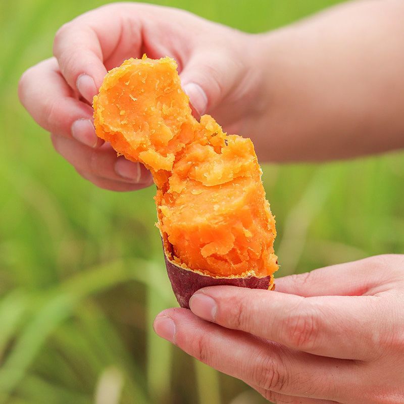 【十荟果业】超甜沙地蜜薯新鲜红薯黄心板栗薯糖心蜜薯红心西瓜红批