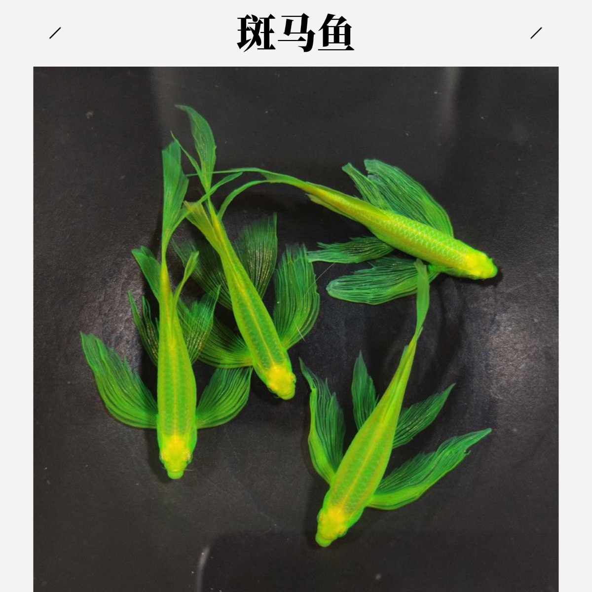 蝶翼斑马鱼长尾斑马鱼翡翠斑马鱼黄金斑马鱼蓝莓斑马鱼