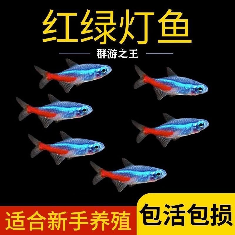 红绿灯小型灯科鱼热带鱼群游