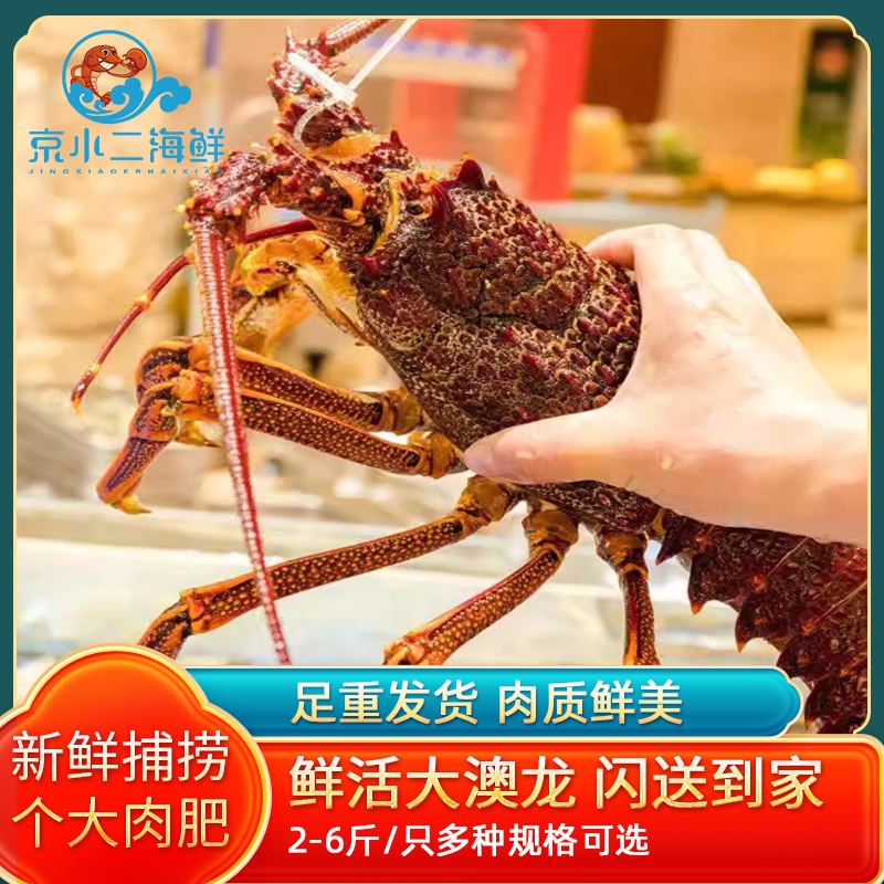 鲜活澳洲大龙虾 进口生猛海鲜( 点击进入购物车选规格 )