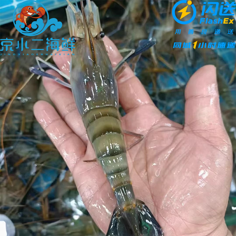 鲜活罗氏下500g 罗氏沼虾 大头虾 淡水虾