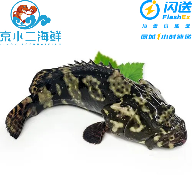 鲜活石斑鱼龙胆鱼 （多规格可选）