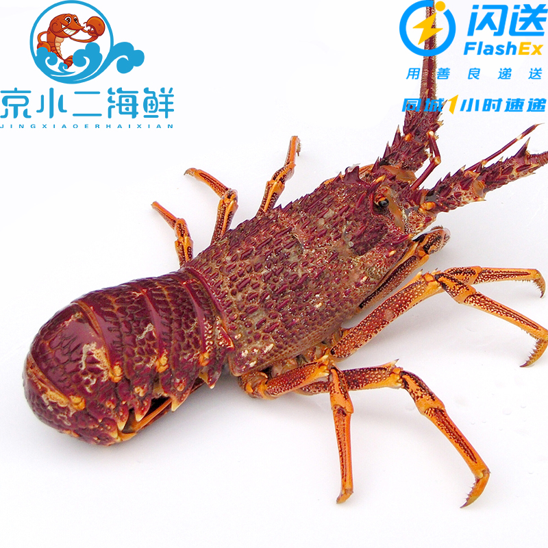 南非龙虾仔  小澳龙 可刺身( 点击进入购物车选规格 )