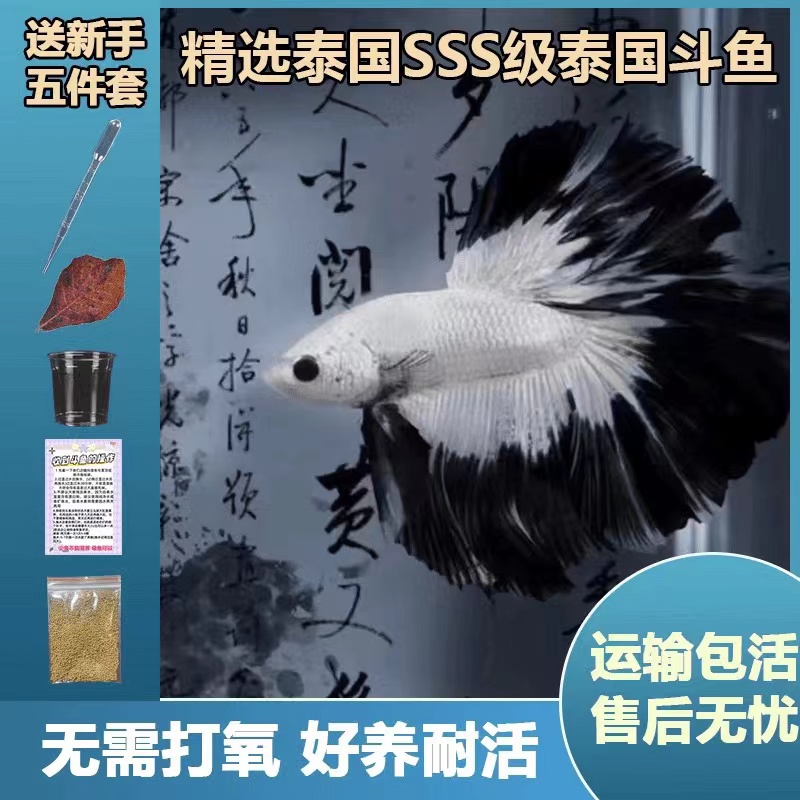 哈哈水族直播间选号301-340号精品泰国斗鱼穿着婚纱的鱼观赏鱼