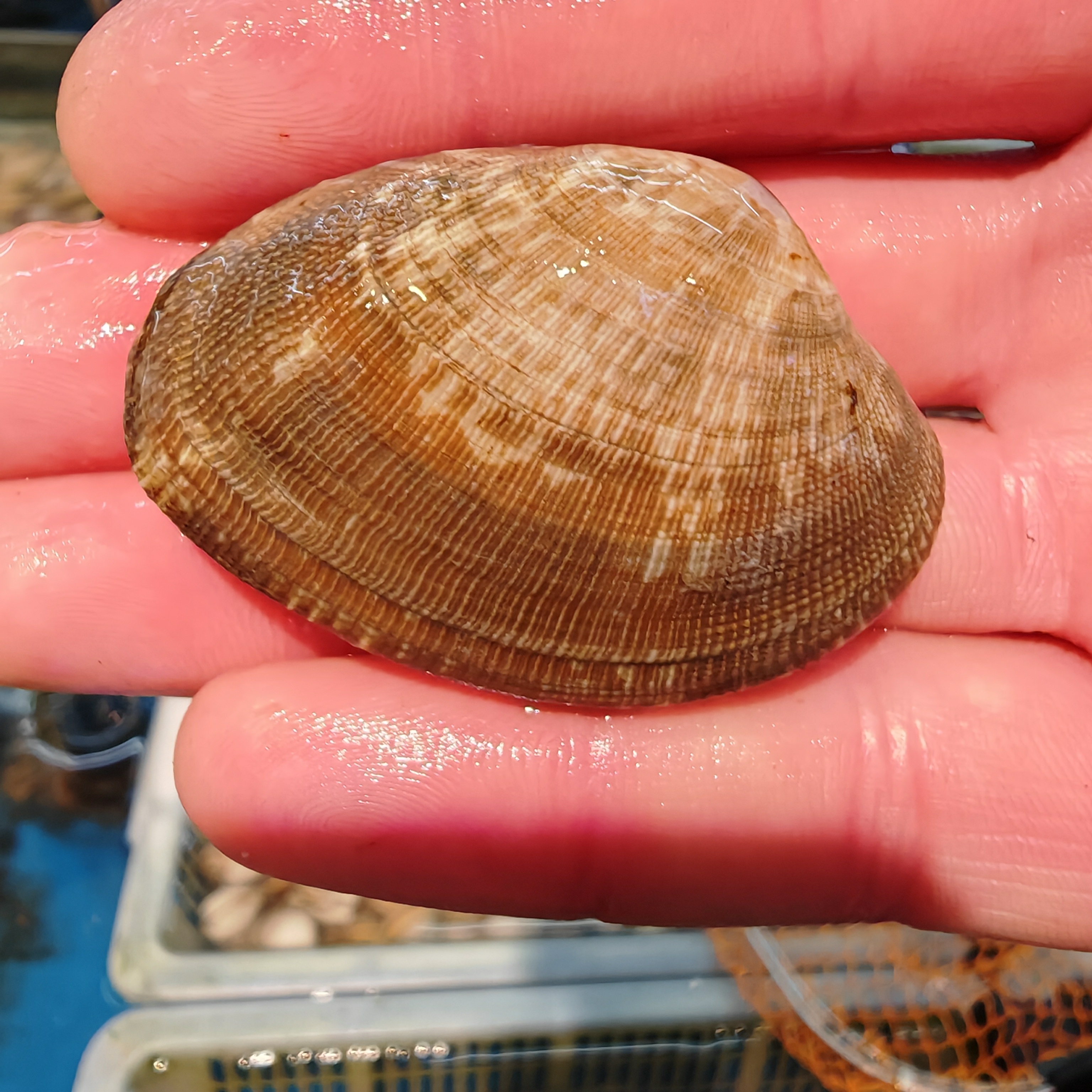 东港花蚬子1粒0.1