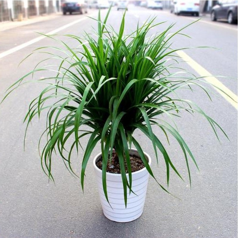 家庭绿植龙须树多头龙血树龙铁树室内客厅盆栽花卉植物办公室盆景