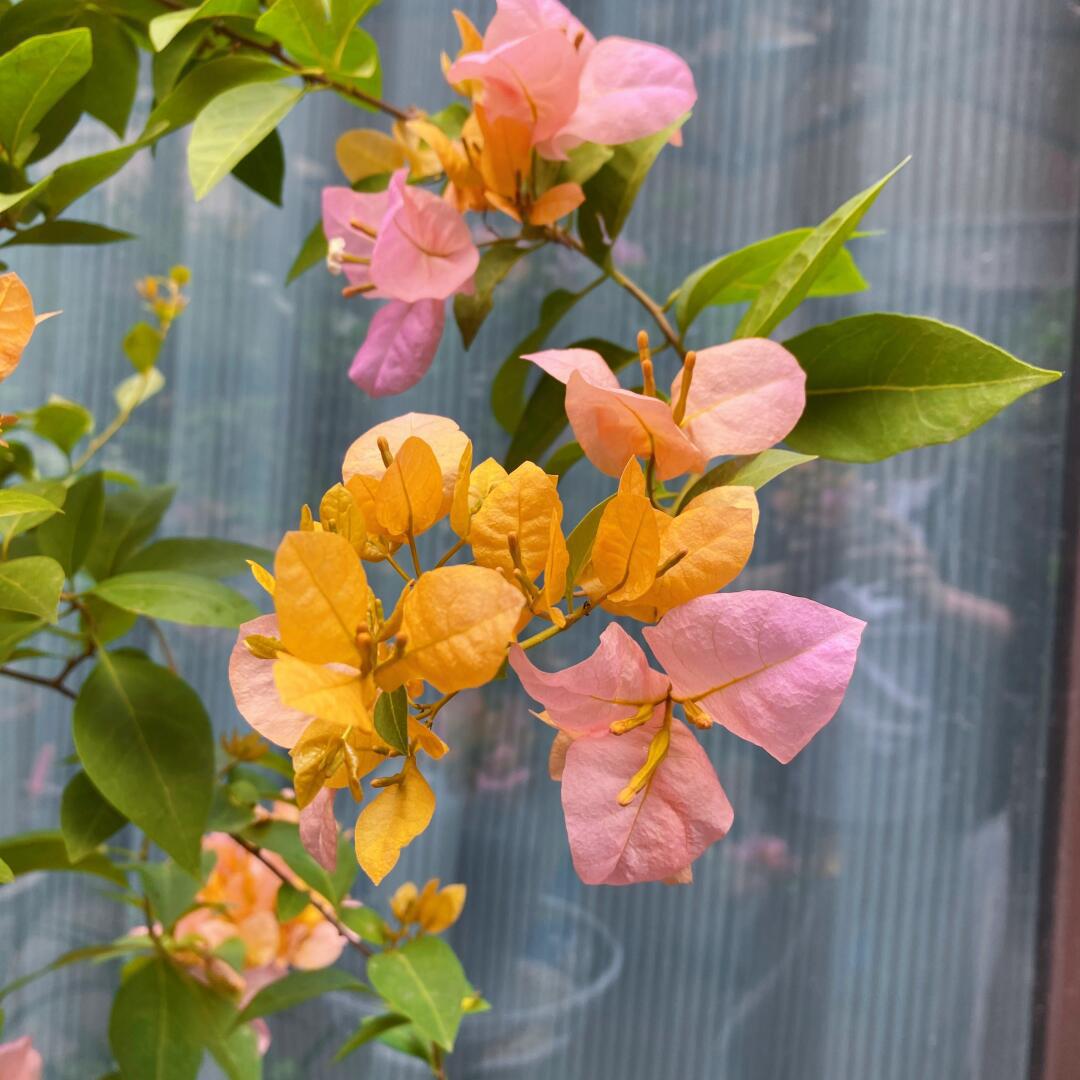 直播基地直发三角梅（变色龙）