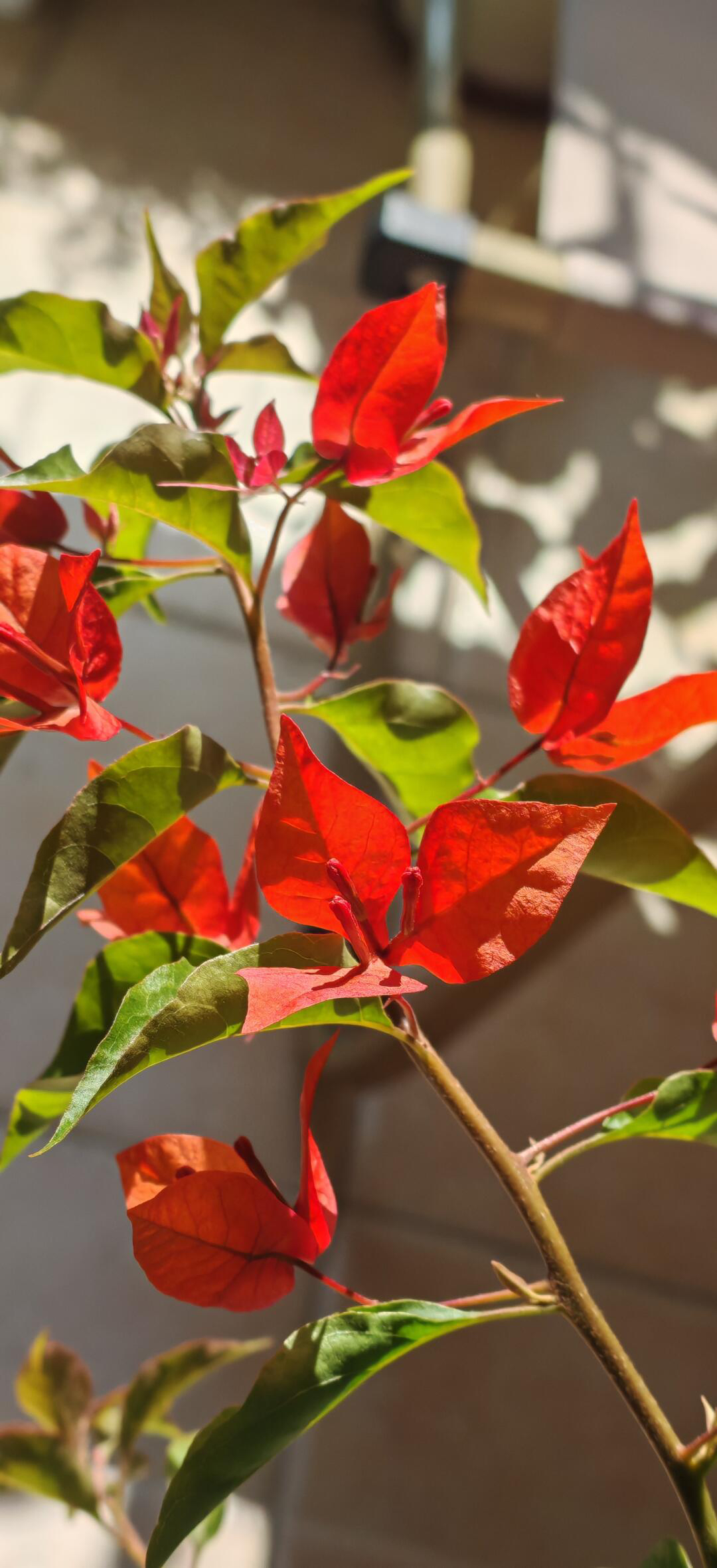 好养易活的（热火桑巴三角梅）