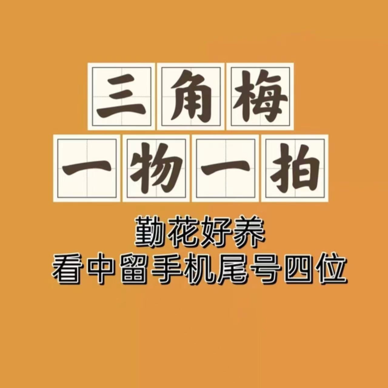 三角梅勤花好养一物一拍，基地直发种植开花栽花#养护花卉绿植三角