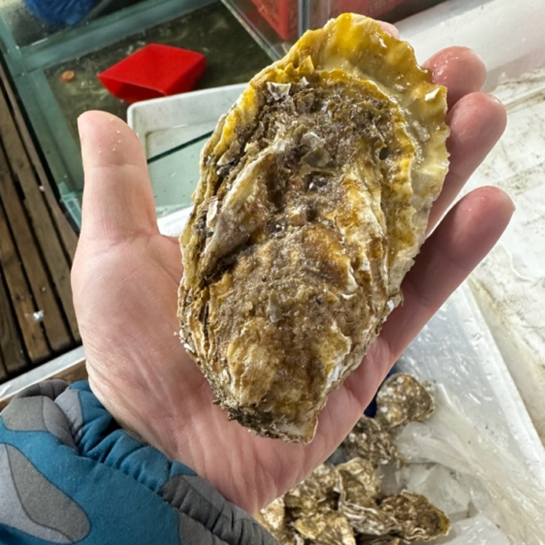 沈阳二平，大扇贝，4两以上大生蚝，保鲜不保活