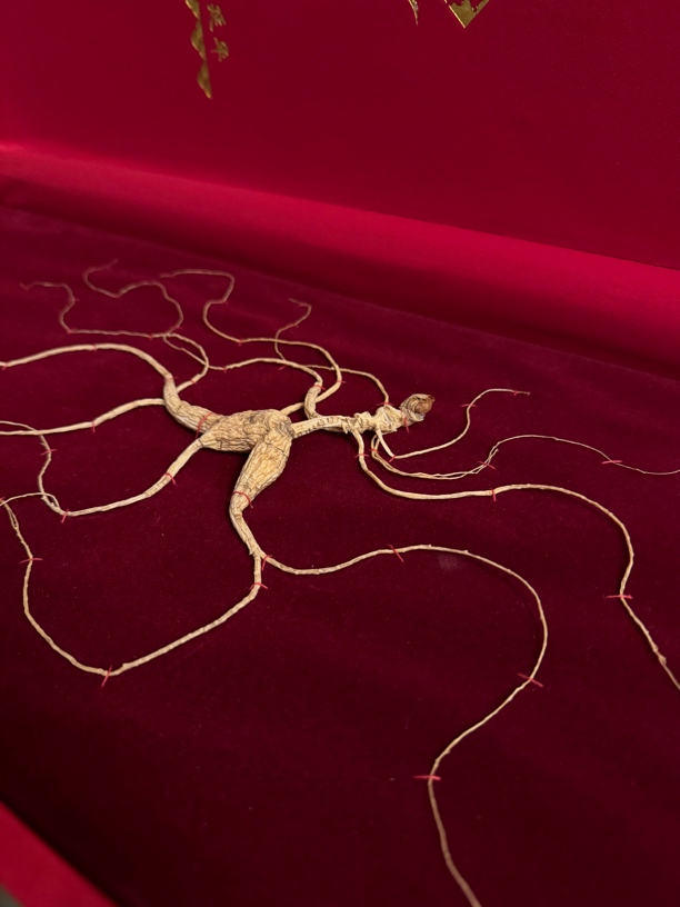 长白山 林下参 干参礼盒 60cm板 人参礼盒