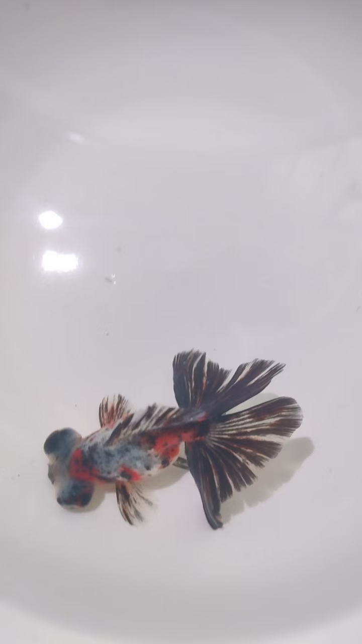 蝶尾金鱼冷水鱼蝶尾观赏鱼