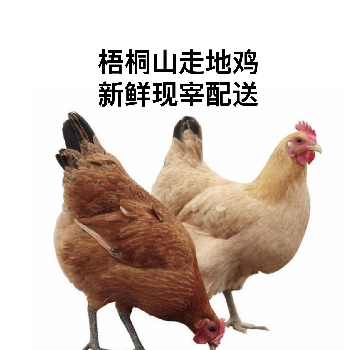 梧桐山农家稻谷散养走地鸡 母鸡 土鸡 月子鸡 椰子鸡  直播间现点现宰 跑腿送深圳0.5-3小时送达