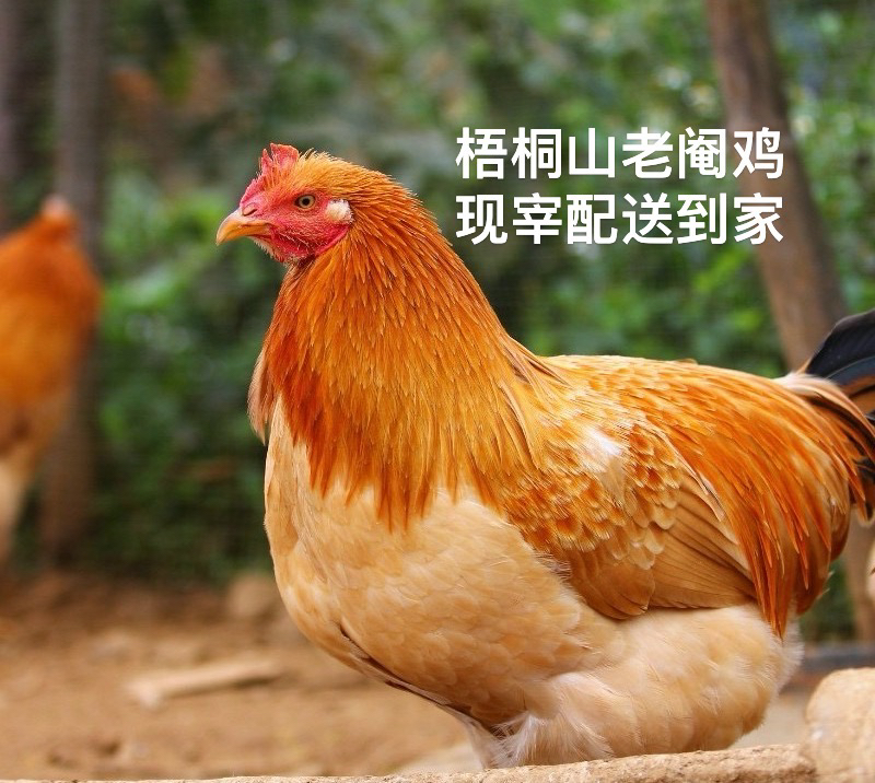 梧桐山农家稻谷散养老阉鸡 毛重7斤 直播现宰 跑腿送深圳0.5-3小时送达 养足300天大扇鸡土鸡太监鸡白切走地