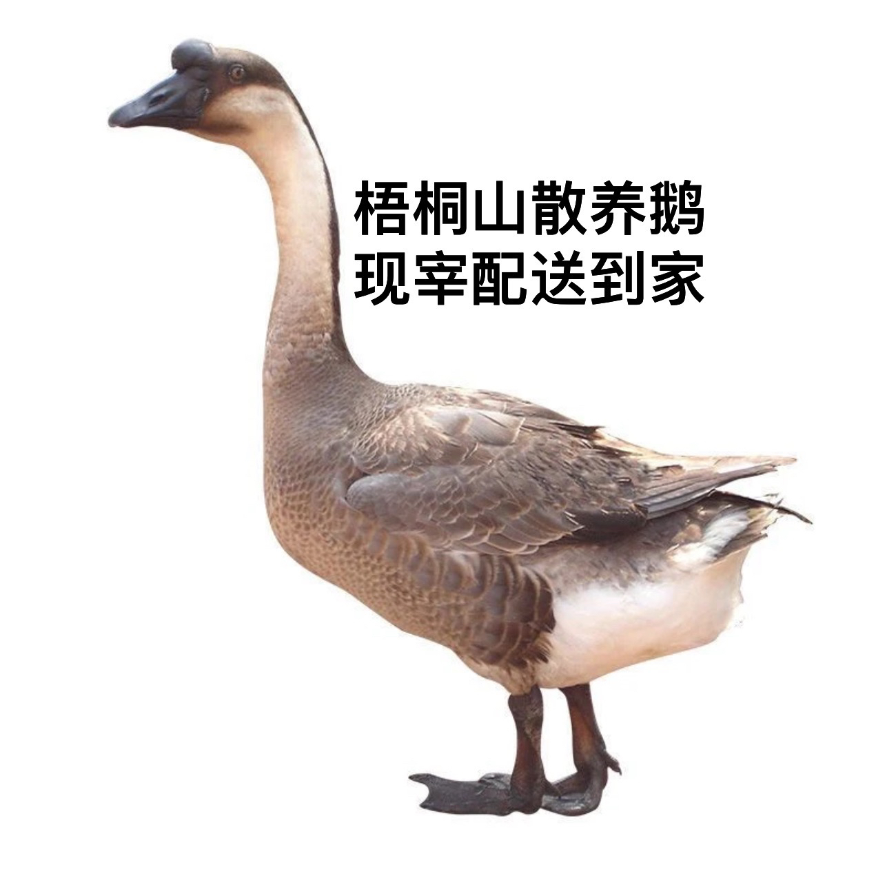 梧桐山农家稻谷散养老鹅 9-10斤 现宰 跑腿送深圳0.5-3小时送达  纯稻谷杂草喂养