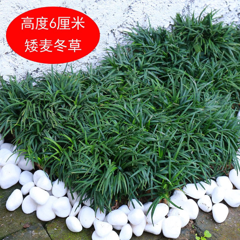 免修剪草日本矮麦冬草玉龙草麦冬苗工程庭院四季草常绿麦冬草皮草