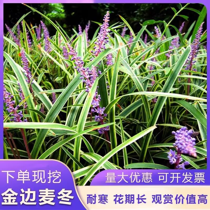 金边麦冬草耐寒批发开紫花庭院花园走廊园林地被兰花草植物好养活