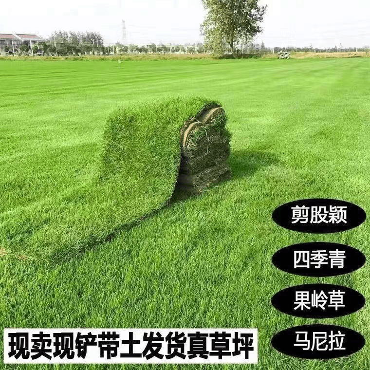 免修剪矮生草坪别墅专专用花园绿化庭院四季常青草皮马尼拉果岭草