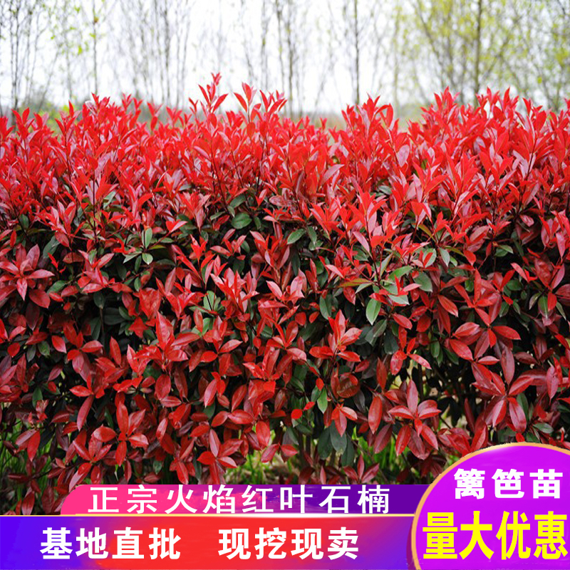 红叶石楠苗绿化树苗红罗宾红叶石楠篱笆苗四季常青庭院绿化树苗