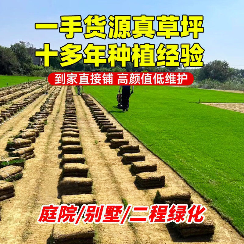 真草坪草皮带泥土剪股颖花园绿化庭院四季青草皮马尼拉果岭草