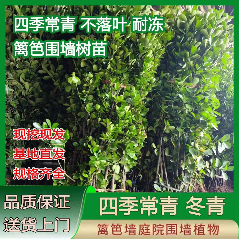 冬青树苗大叶黄杨苗南北方种植产地篱笆植物花开四季常青绿化苗