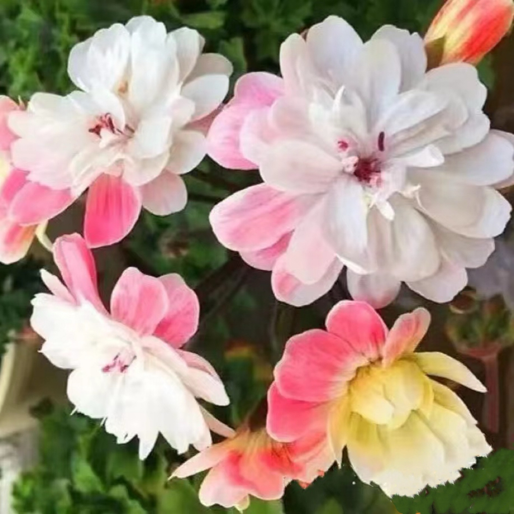 天竺葵花卉【马乔里】