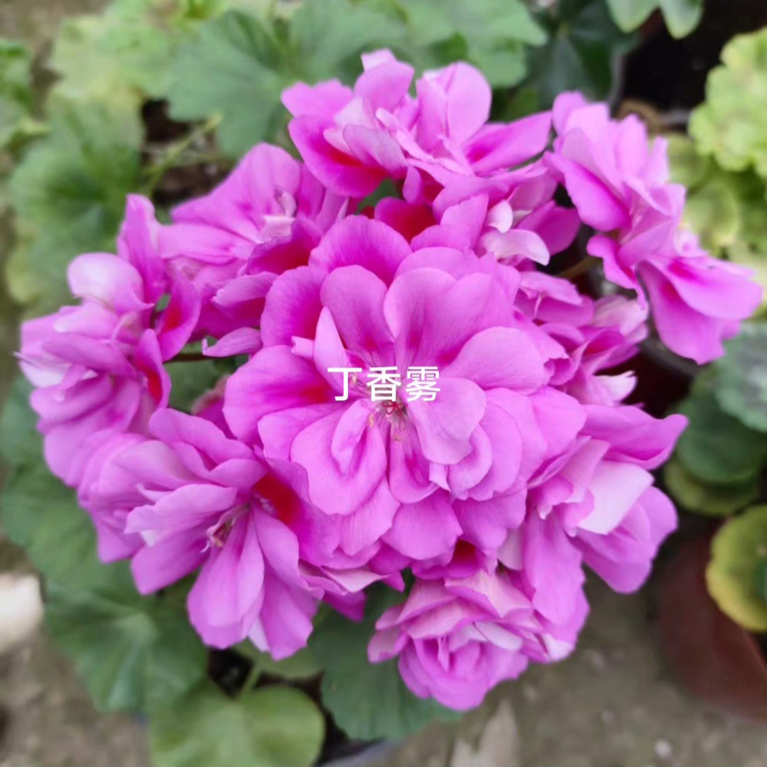 精品天竺葵【丁香雾】大花球勤花耐热四季开花
