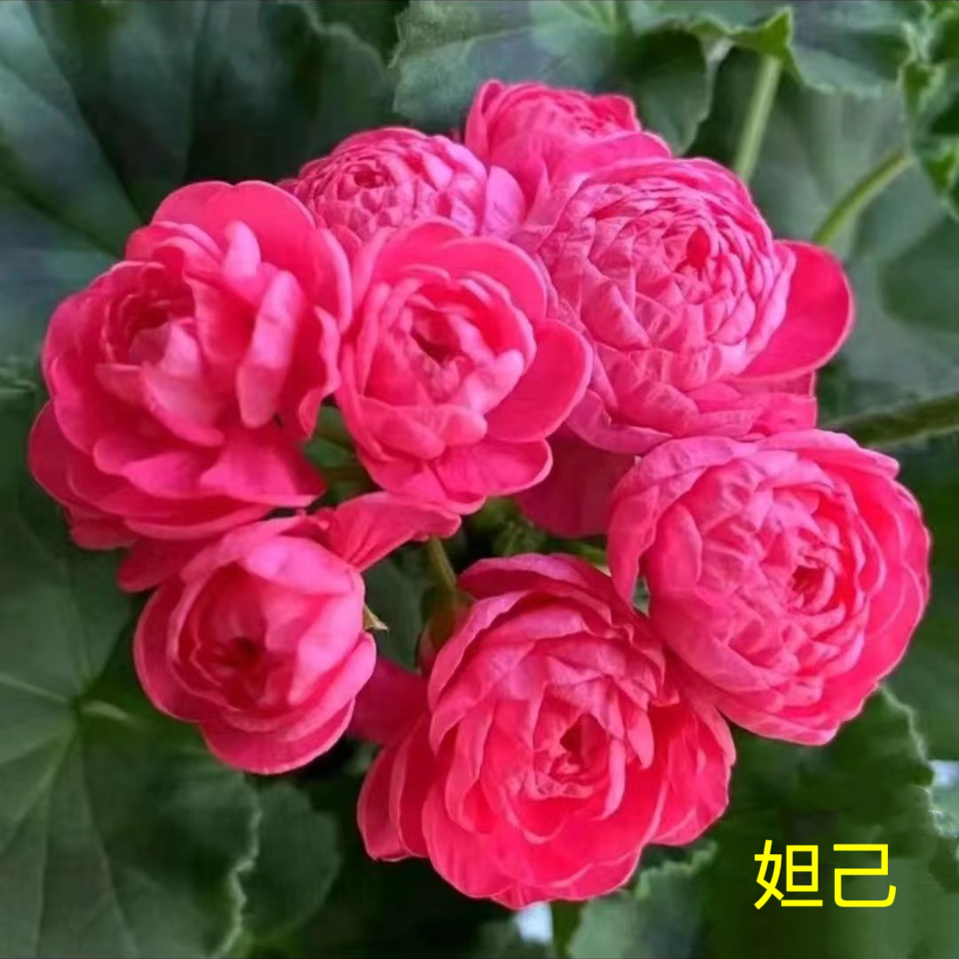 天竺葵花卉【妲己】重瓣勤花大花球四季开