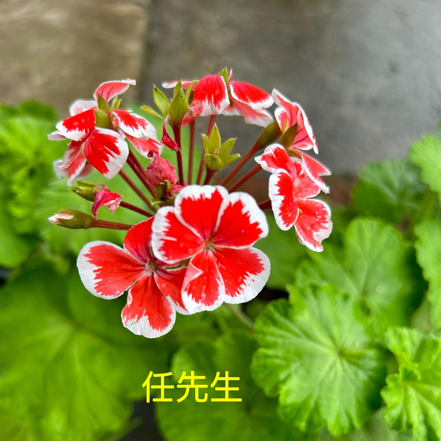 天竺葵花卉【任先生】