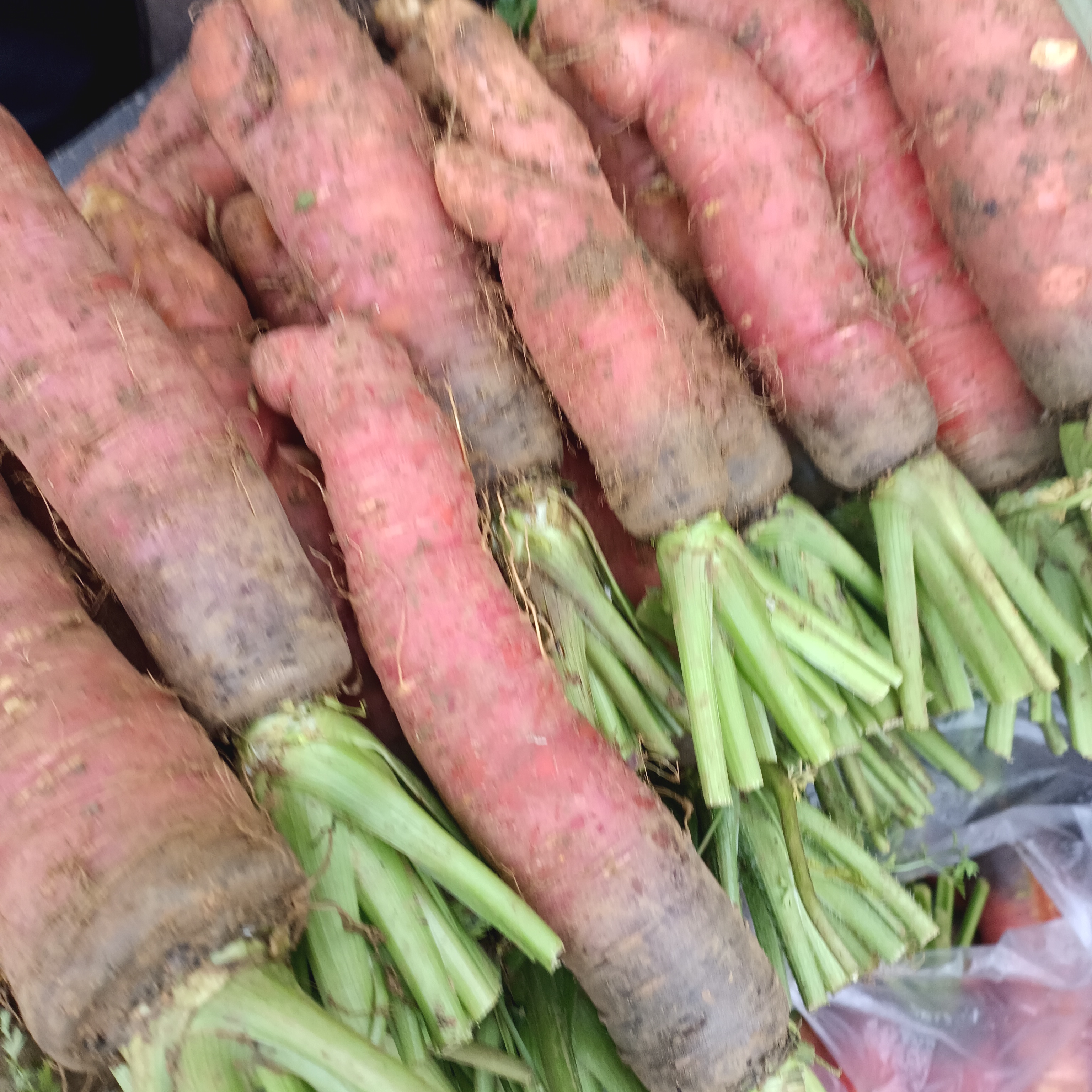 贵州高山老人自种胡萝卜