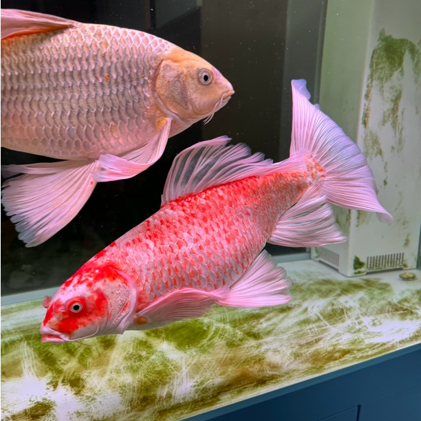 {超萌好物}蝴蝶鲤观赏鱼水族鱼石膏白火焰花红普身普短全品4-40cm