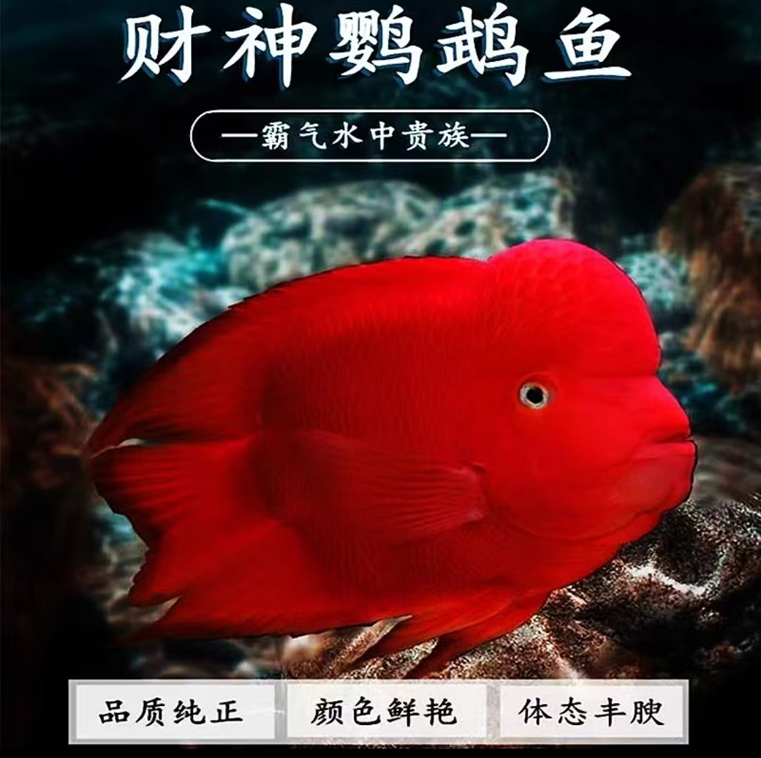 起头红财神元宝鹦鹉鱼活体台湾热带观赏鱼风水鱼观赏鱼