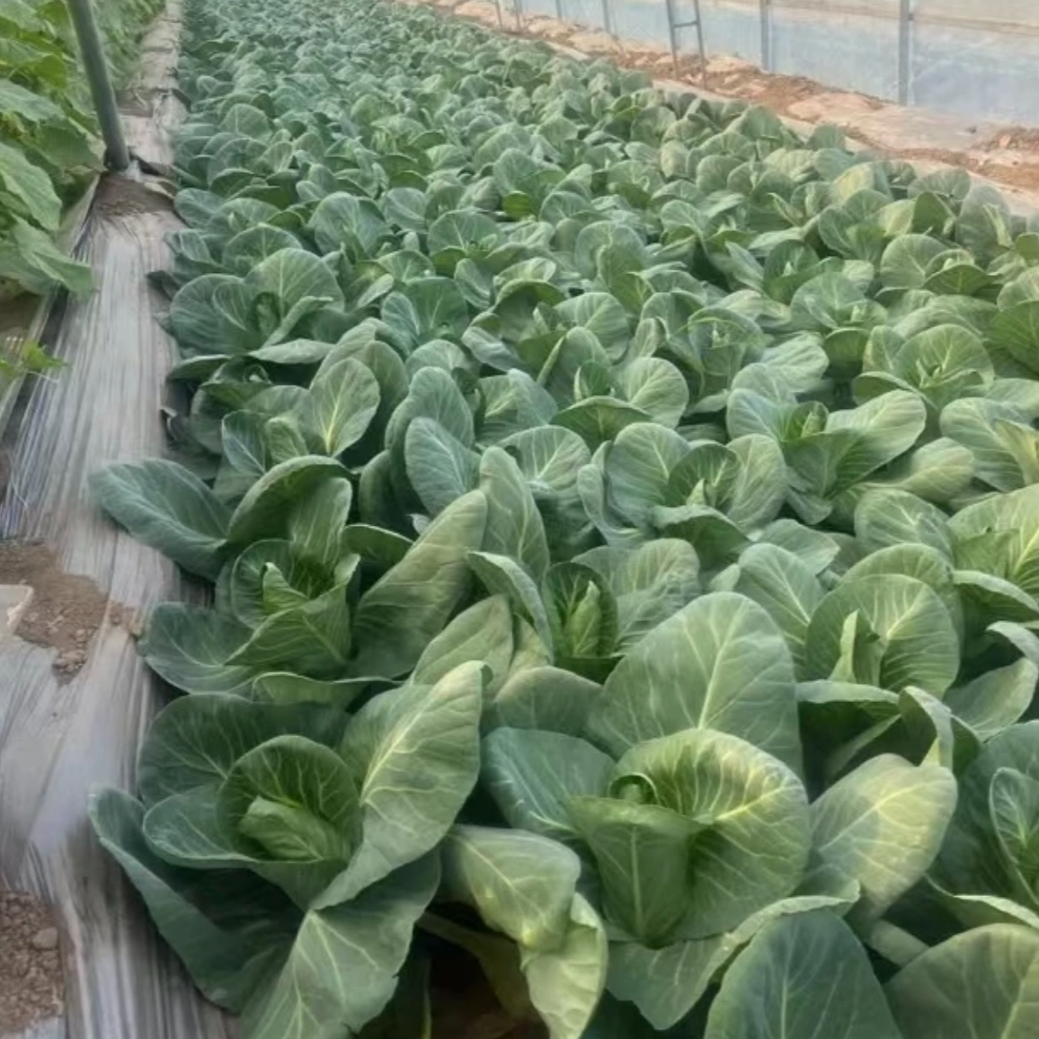 天津本地散甘蓝3.5-4斤京东或是顺丰包邮（2-5个）