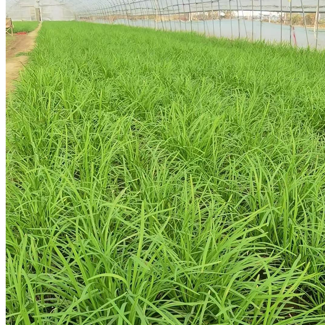 【小颖专属】胎韭韭菜头茬韭菜净重2斤和3斤装新鲜现割 顺丰包邮