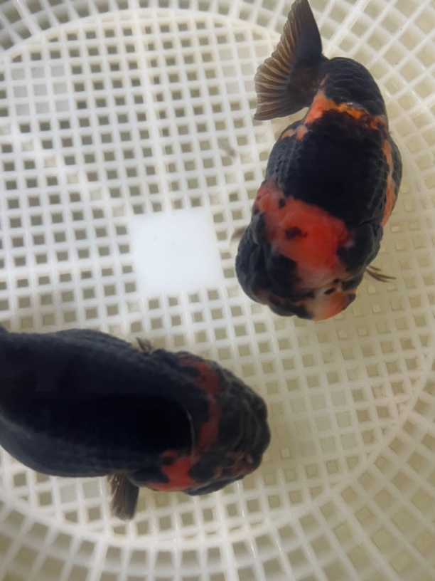 【九蝶兰寿】红牛重墨奶牛三色8-10cm兰寿观赏鱼