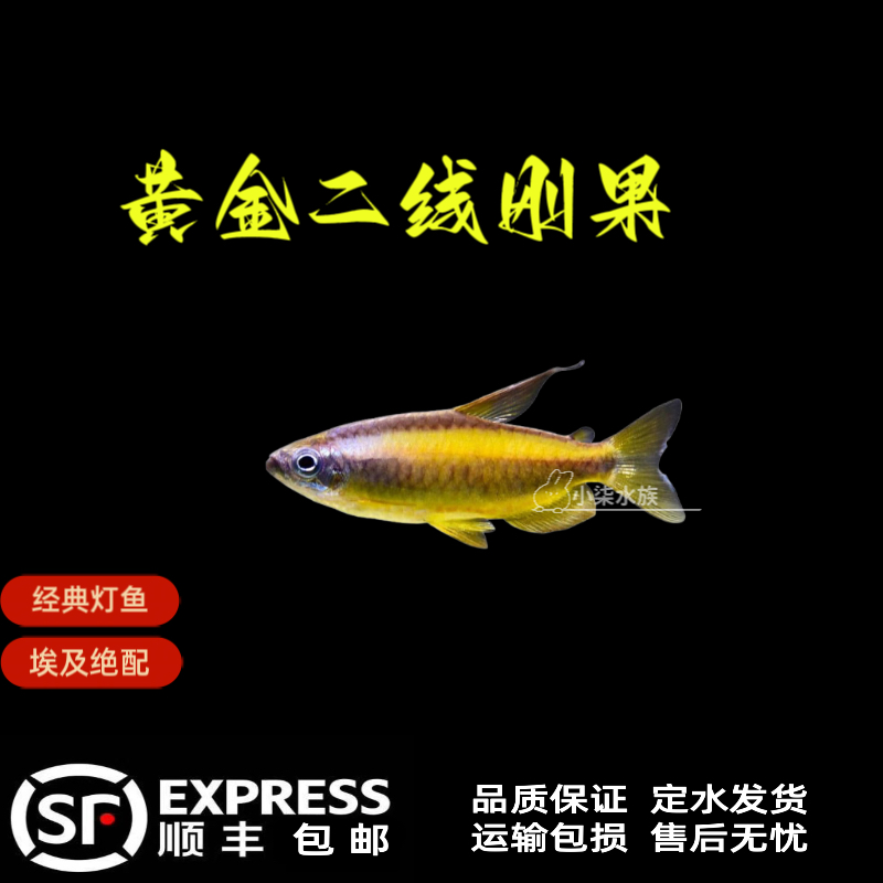 黄金二线刚果灯鱼 运输凭开箱视频包损.入缸以后不包损
